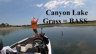 Canyon Lake Texas bass Fishing in the Grass May 31 2024 [upl. by Airretnahs]