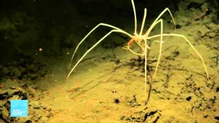 Creatures of the Deep  Sea Spider [upl. by Emarie]