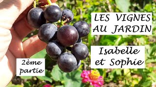 2 vignes résistantes  Sophie et Isabelle linterdite  Mes variétés de vignes  2ème partie [upl. by Lucier]