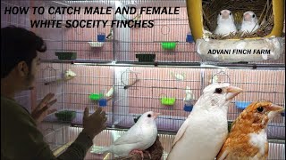 How we can catch Male and Female in WHITE BENGALESE FINCHES  URDU  HINDI  ADVANI FINCH FARM [upl. by Fidel]