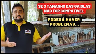 VEJA QUAL O TAMANHO IDEAL DAS GAIOLAS PARA VOCÊ FAZER A CRIAÇÃO DE CODORNAS  GAIOLA PARA CODORNA [upl. by Etennaej295]