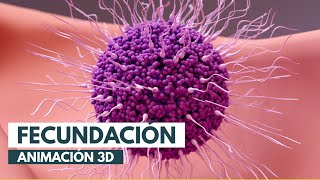 Cómo se produce la fecundación  Animación 3D [upl. by Latterll]