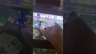 Froggies frogs snailsfishies aquariumfish freshwaterfish livefish aquariumfish [upl. by Lewie101]