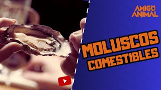 Moluscos COMESTIBLES [upl. by Cerelia]