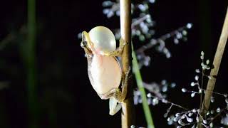 Brazilian Cerrado Tree Frog Sound [upl. by Ayatnohs112]