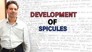 Development of Spicules  Skeleton in SpongesPart III  For IASNEETGATENET and BSc [upl. by Sanborn]