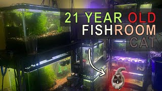 Fishroom Update Senior Cat Underfoot [upl. by Toomay]