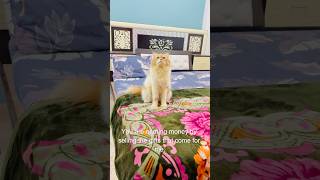 Billu se cheating😳😳 cat catcomedy billucat sajidcat billicomedy catvideos catlover billug [upl. by Behn]