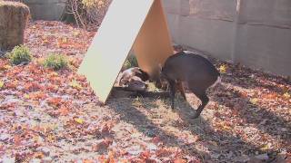 Large Fanged Tufted Deer at Prospect Park Zoo [upl. by Sillihp406]