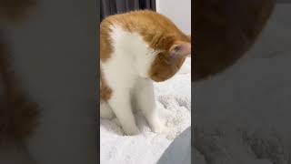 The massage therapist has started working❤️❤️❤️ cat pets funny [upl. by Willyt]