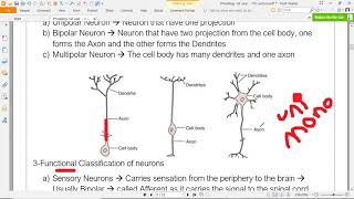 Physiology Medical Students  Lecture 7  Neurotransmitters and Neuroreceptors [upl. by Kass237]