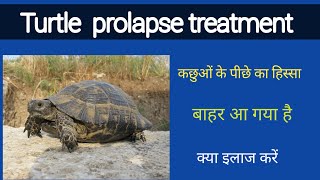 कछुआ के पीछे का हिस्सा बार क्यों आ जाता है बाहर आ गया तो क्या करे Prolapse in turtle Treatment [upl. by Suciram]