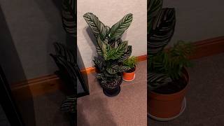 UPDATE ON THE CALATHEA “ORNATA” BEAUTIFUL EXAMPLE [upl. by Jezabella964]