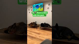 👀 Trent amp Allie wmy 🐾 youtubeshorts youtube watching shorts training germanshepherdlovers [upl. by Salbu]