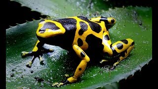 Species Spotlight Ep1  Bumblebee Dart Frog Dendrobates leucomelas [upl. by Noynek]