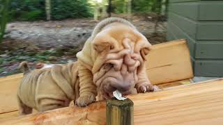 sharpei puppies [upl. by Aynwad724]