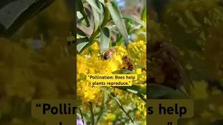 “Bees The Ultimate Pollinatorsquot bees pollinator flowers beekeeping nature [upl. by Lantz777]