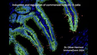 Identifying commensal specific B cells using phage display and B cell tetramers [upl. by Simara]