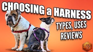 Choosing a Dog Harness  Best Ones and How to Use [upl. by Trinette]