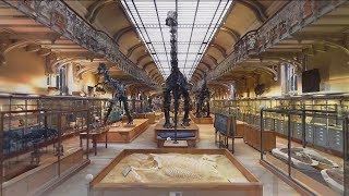 Galerie de Paléontologie  vue 3D [upl. by Pegeen]