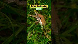 Beautiful Snake Swallowing Lizard Live shorts shortsfeed trending wildlife animals nature [upl. by Katerine361]