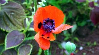 How to Grow Poppies from Seed [upl. by Lanrev433]