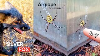 The venomous Wasp Spider Argiope Bruennichi DenisKorza spider fox shorts 🕷️ [upl. by Jarv]