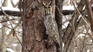 Longeared Owl  Asio otus [upl. by Ancel]