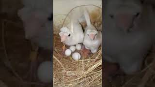 White Crested Society Finch Foster A Gouldian Finch Baby fosterparent finchs gouldianfinch [upl. by Zaid142]