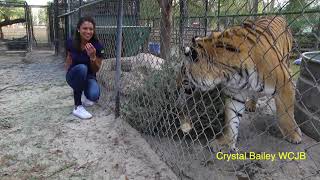 Outtakes Reporter scared by playful tiger [upl. by Vyse]