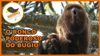 O poderoso ronco do macaco bugio Alouatta clamitans [upl. by Notsrik130]