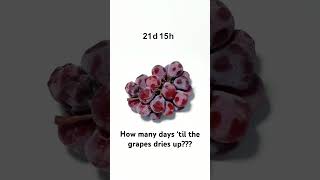 How many days ‘til the grapes dries up fruit grapes timestamps summer shortsviral shortsvideo [upl. by Kancler]