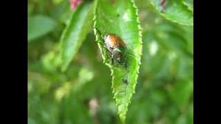 Japanese Beetles  Ontario Garden Pests [upl. by Leonhard647]