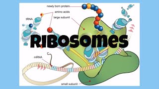 The CellRibosomes [upl. by Novi]