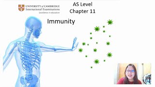 Chap 11 Part 1a  Phagocytes and Lymphocytes  Cambridge ALevel 9700 Biology [upl. by Buskus]