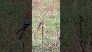 American Kestrel falcons kestrels birdofprey [upl. by Squier]