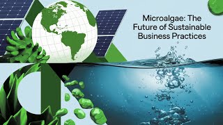 Microalgae The Future of Sustainable Business Practices [upl. by Cain]