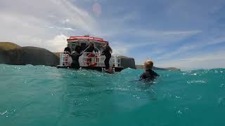 Swimming with Hector Dolphins  Black Cat Cruises in Akaroa NZ [upl. by Ainevuol]