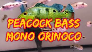 Peacock Bass Orinoco Super Joss Marking Tebal [upl. by Etnuad646]