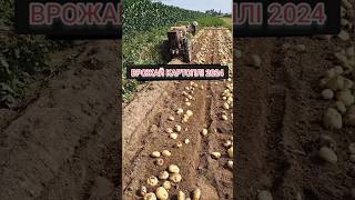 ВРОЖАЙ КАРТОПЛІ 2024 farmer agrolife agro farming agriculture automobile farmlife [upl. by Pierrette]