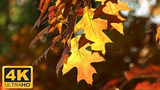 11 HOURS of 4K Enchanting Autumn Nature Scenes  Relaxing Piano Music for Stress Relief [upl. by Cosetta]