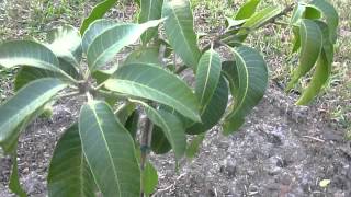 Tropical Fruit Trees  Nam Doc Mai Mango Tree  Part 1 [upl. by Bodi]