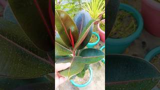 How to enhance Rubber plant growth rubberplantcutting ficuselastica [upl. by Obara52]