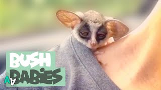 Adorable Bush Baby Compilation  Bush Babies as Pets [upl. by Danni]