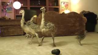 Baby Ostrich dance party [upl. by Icyaj]