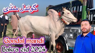 gondal mandi Rates update 2024 ll gondal mandi new update ll Part 2 ll Jamil tv ll [upl. by Llenna]