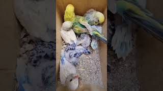 Budgies briding progress viralshort birdslover parrotdeepankar budgies subscribe [upl. by Amorita]