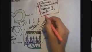 Sistema Vestibular y Equilibrio didáctico [upl. by Dunston]