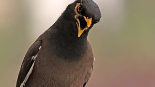 Myna Bird Melody Incredible Singing and Talking Showcase Part 2 Mynah Bird Sound  Talking Birds [upl. by Rodolphe]