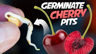 How To Germinate Cherry Seeds That Works every Time  Growing Cherry Trees From Seeds [upl. by Ynittirb635]